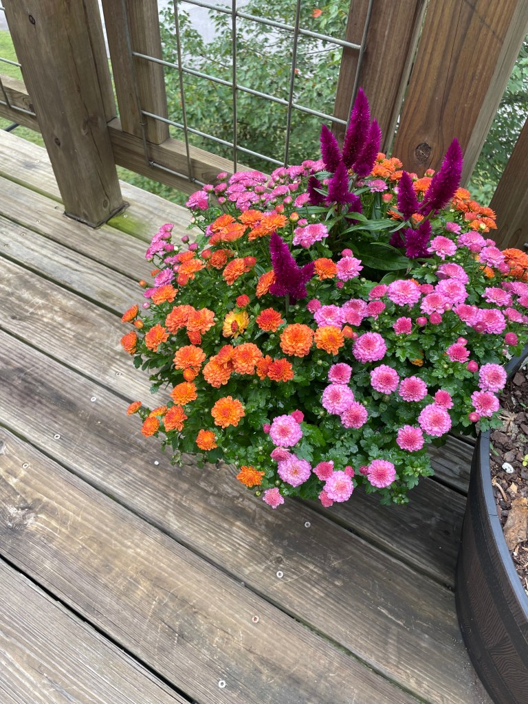 This image has an empty alt attribute; its file name is img_3535.jpeg